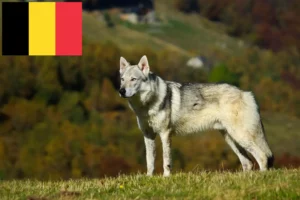 Read more about the article Czechoslovakian Wolfdog breeders and puppies in Belgium