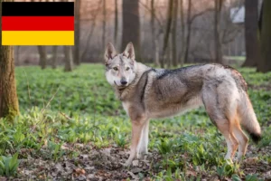 Read more about the article Czechoslovakian Wolfdog breeders and puppies in Germany