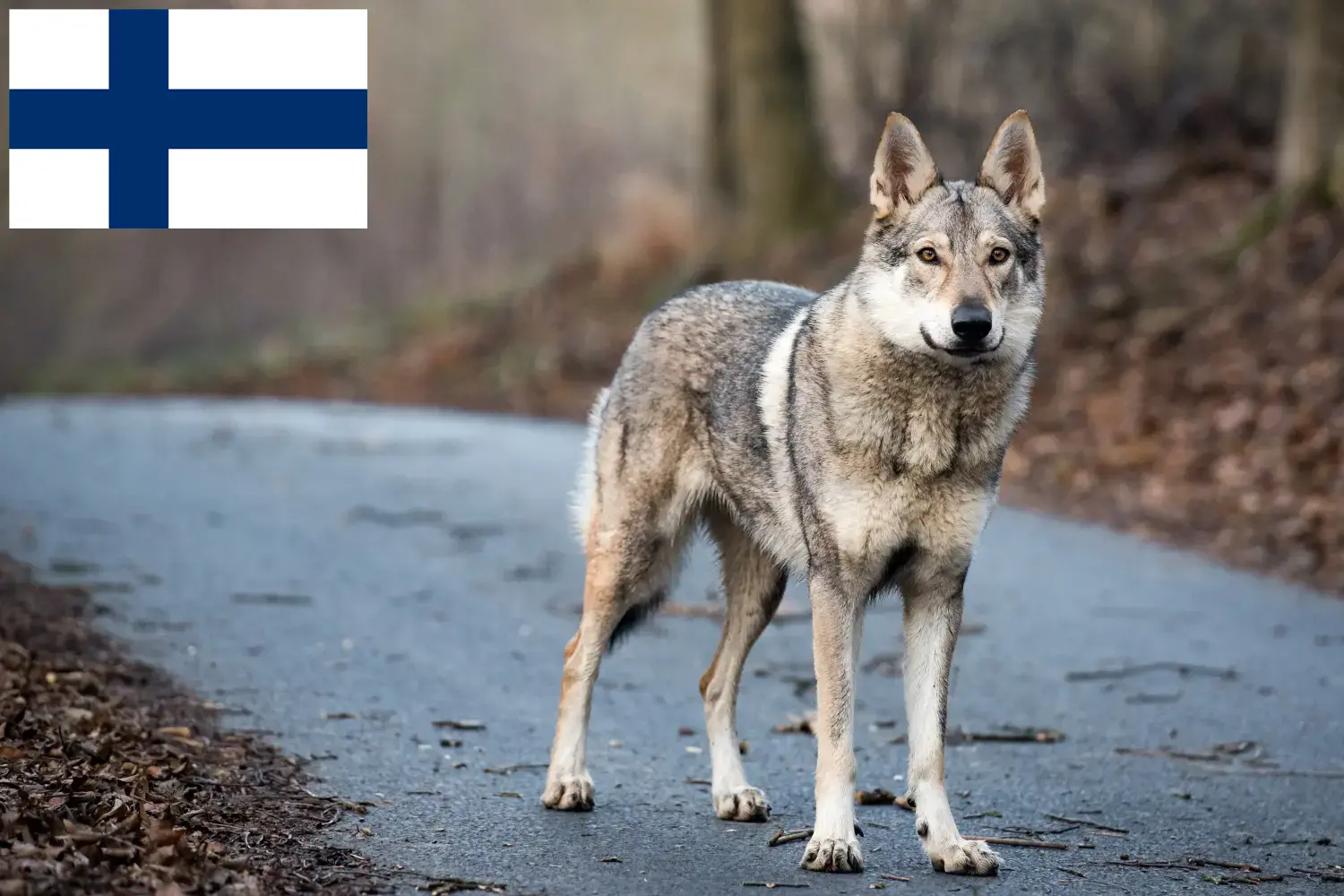 Read more about the article Czechoslovakian Wolfdog Breeder and Puppies in Finland