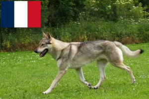 Read more about the article Czechoslovakian Wolfdog Breeder and Puppies in France