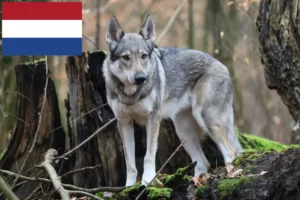 Read more about the article Czechoslovakian Wolfhound breeders and puppies in the Netherlands