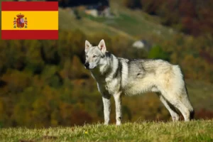 Read more about the article Czechoslovakian Wolfdog Breeder and Puppies in Spain