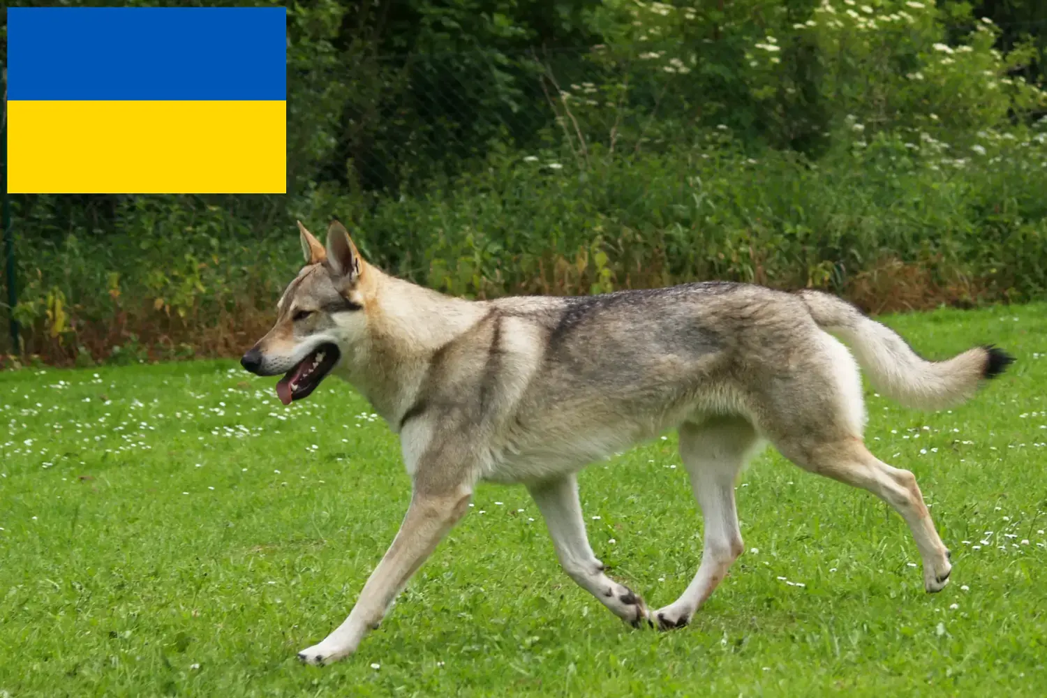 Read more about the article Czechoslovakian Wolfhound breeders and puppies in Ukraine