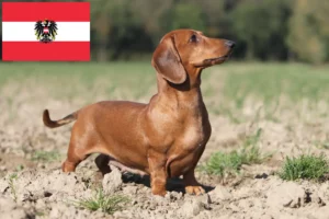 Read more about the article Dachshund breeders and puppies in Austria