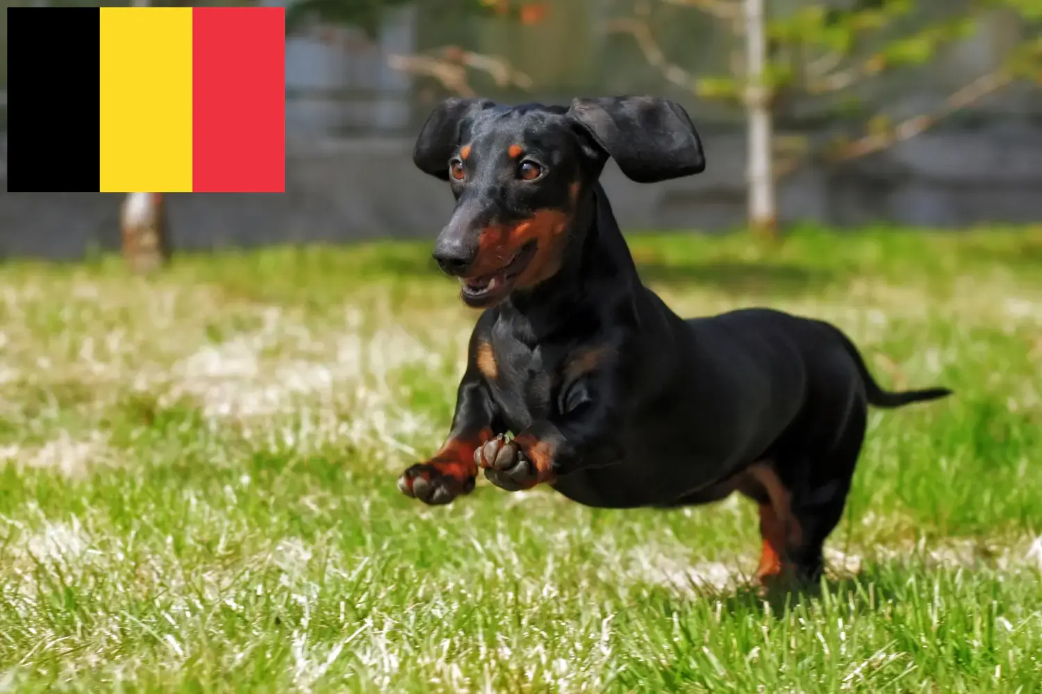 Read more about the article Dachshund breeders and puppies in Belgium