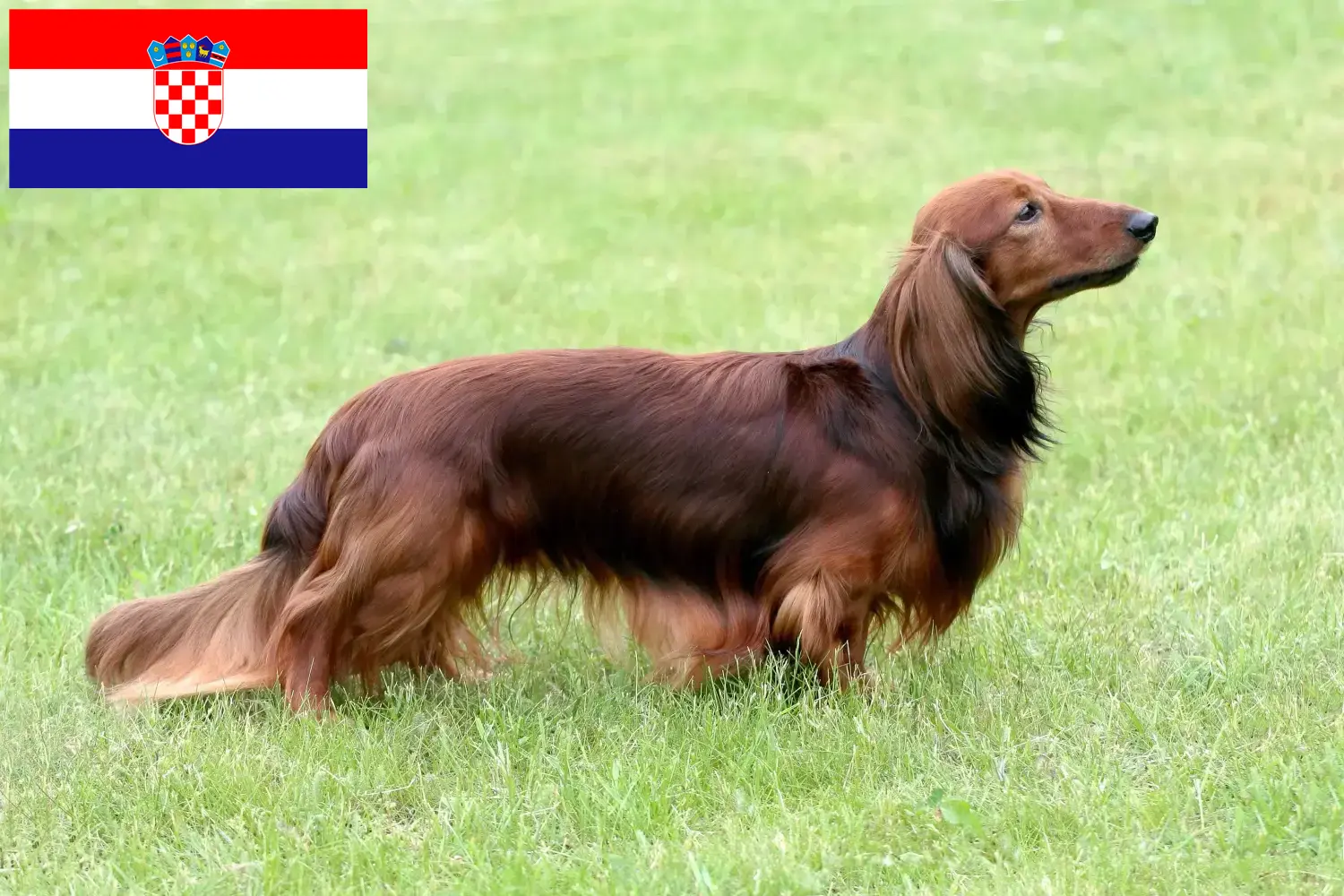 Read more about the article Dachshund breeders and puppies in Croatia