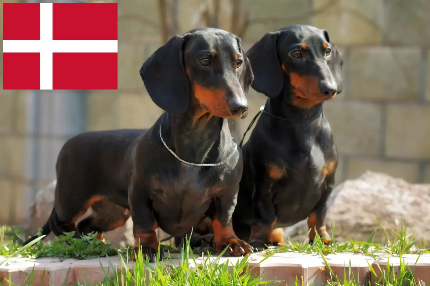 Read more about the article Dachshund breeders and puppies in Denmark