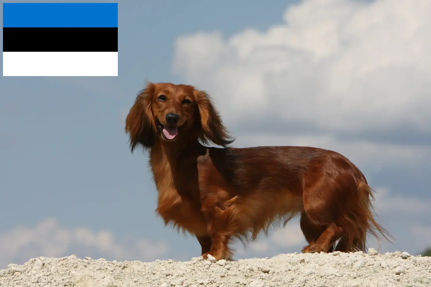 Read more about the article Dachshund breeders and puppies in Estonia