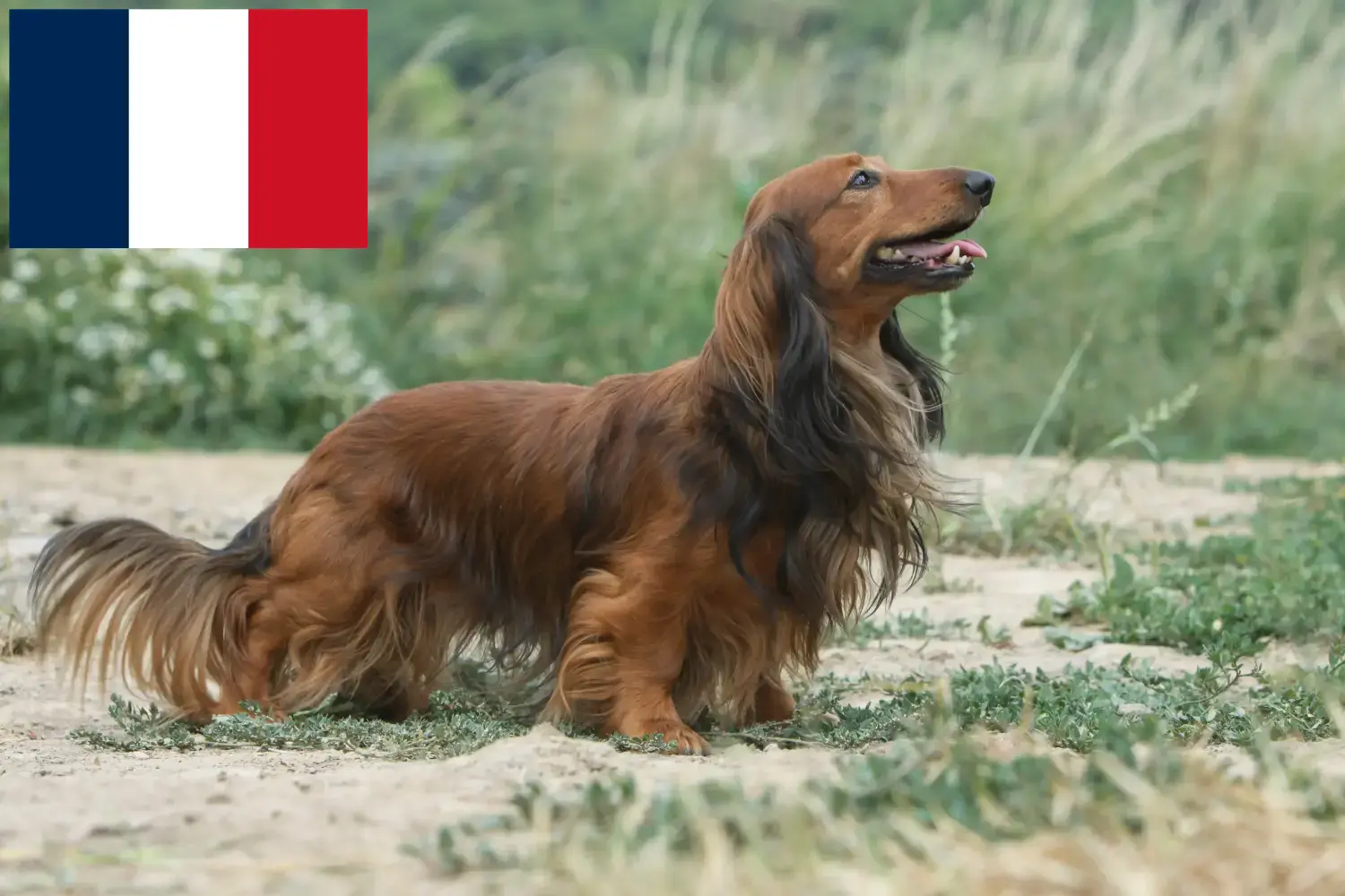 Read more about the article Dachshund breeders and puppies in France