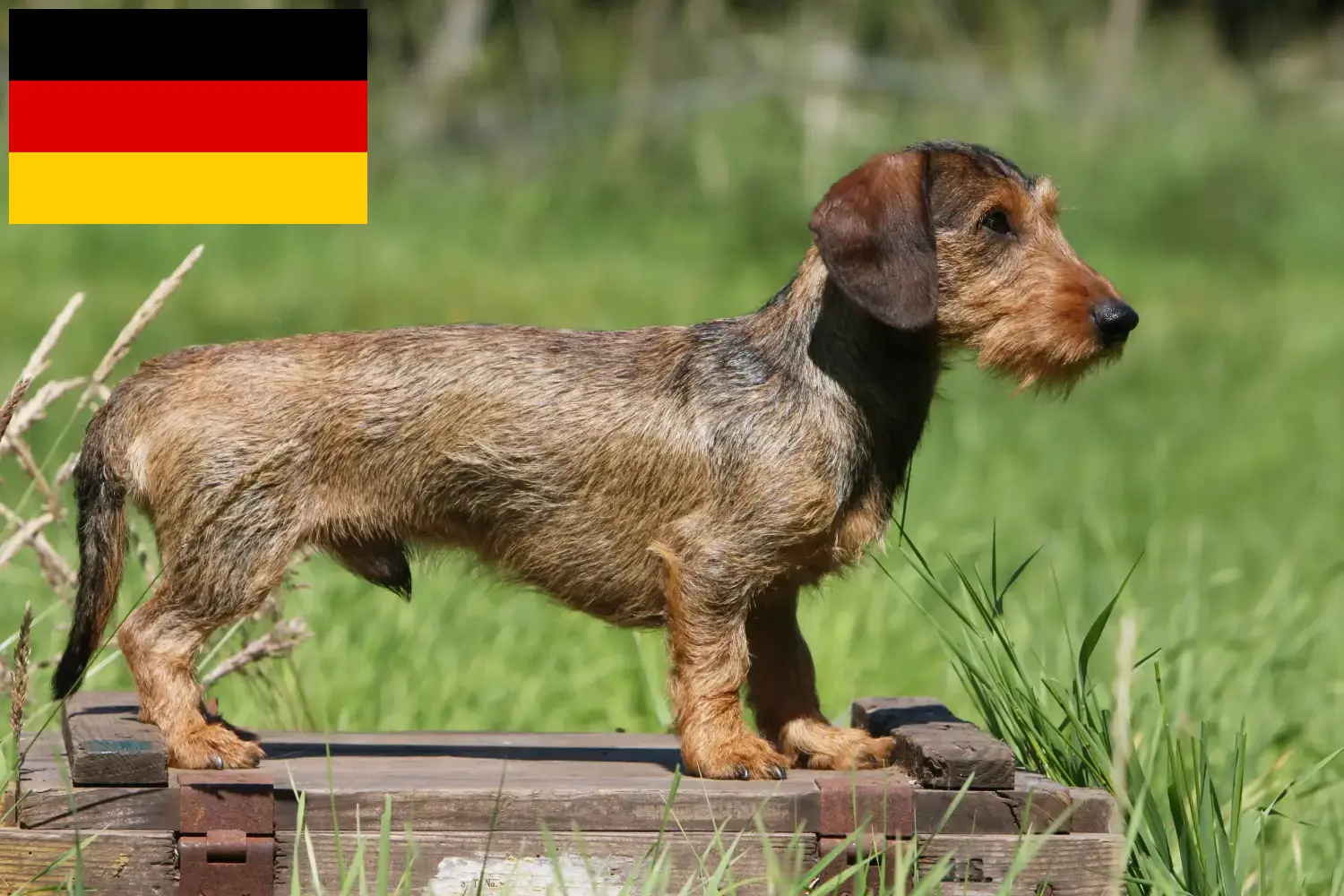 Read more about the article Dachshund breeders and puppies in Germany