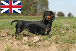 Read more about the article Dachshund breeders and puppies in Great Britain