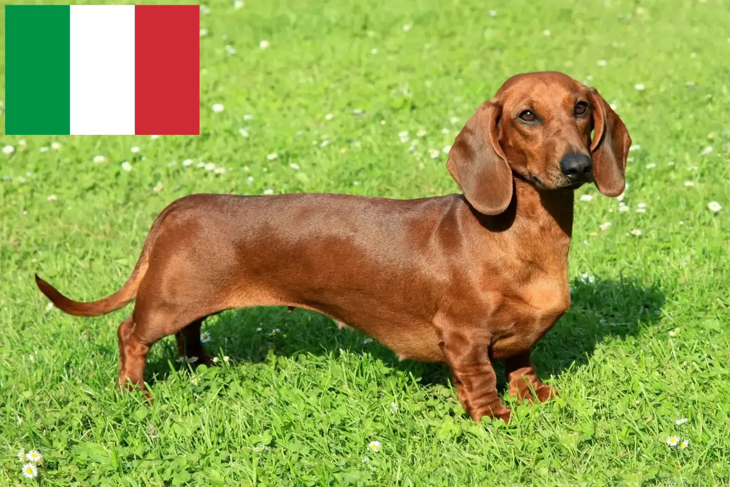 Read more about the article Dachshund breeders and puppies in Italy