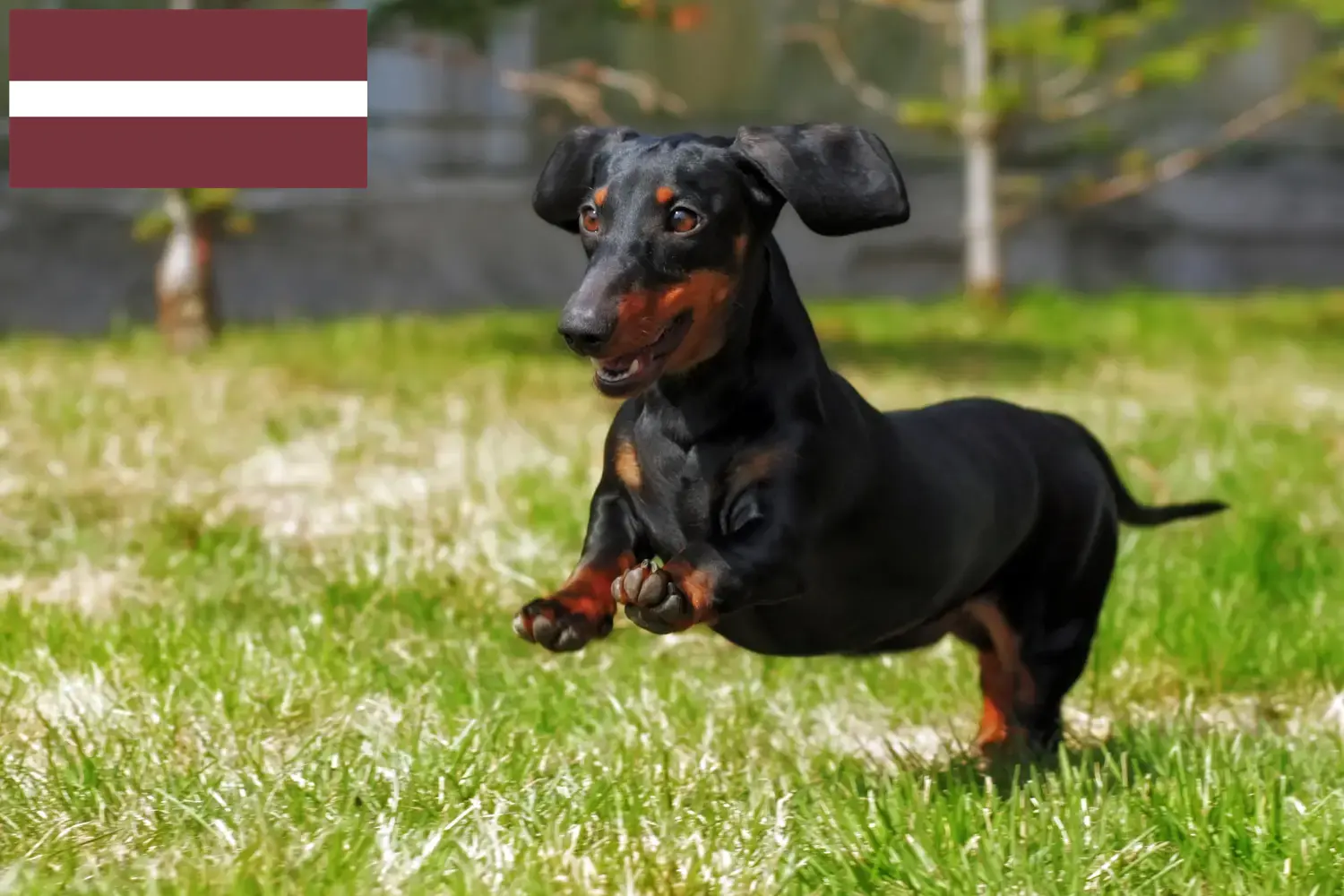 Read more about the article Dachshund breeders and puppies in Latvia