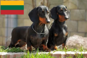 Read more about the article Dachshund breeders and puppies in Lithuania