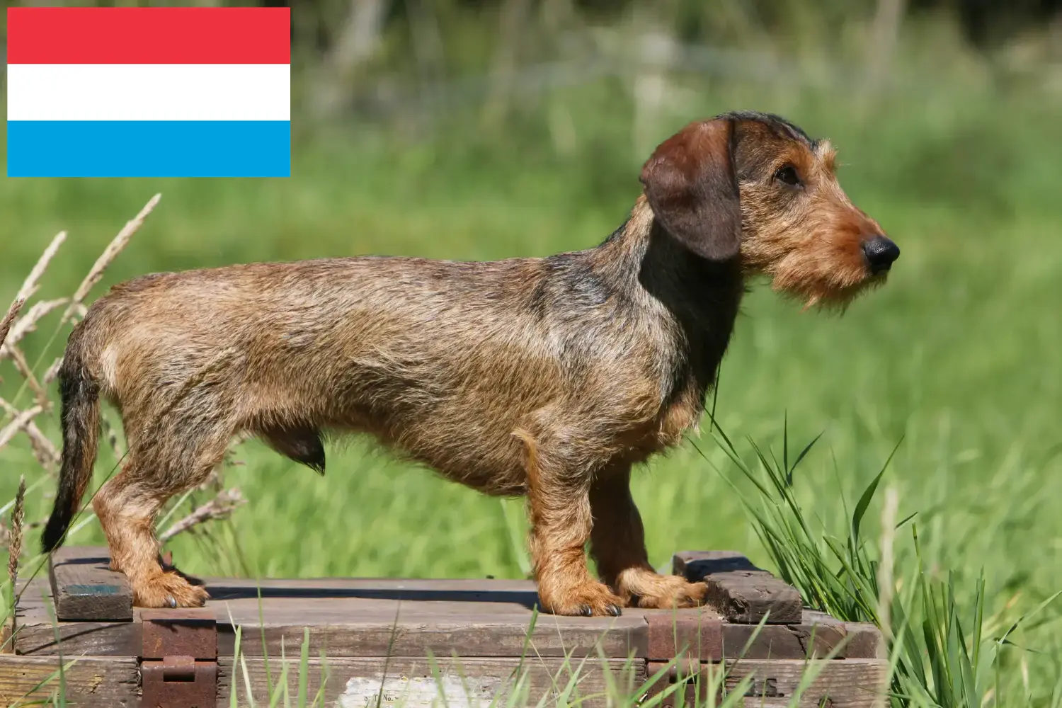 Read more about the article Dachshund breeders and puppies in Luxembourg