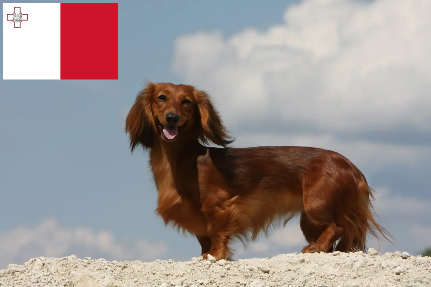 Read more about the article Dachshund breeders and puppies in Malta