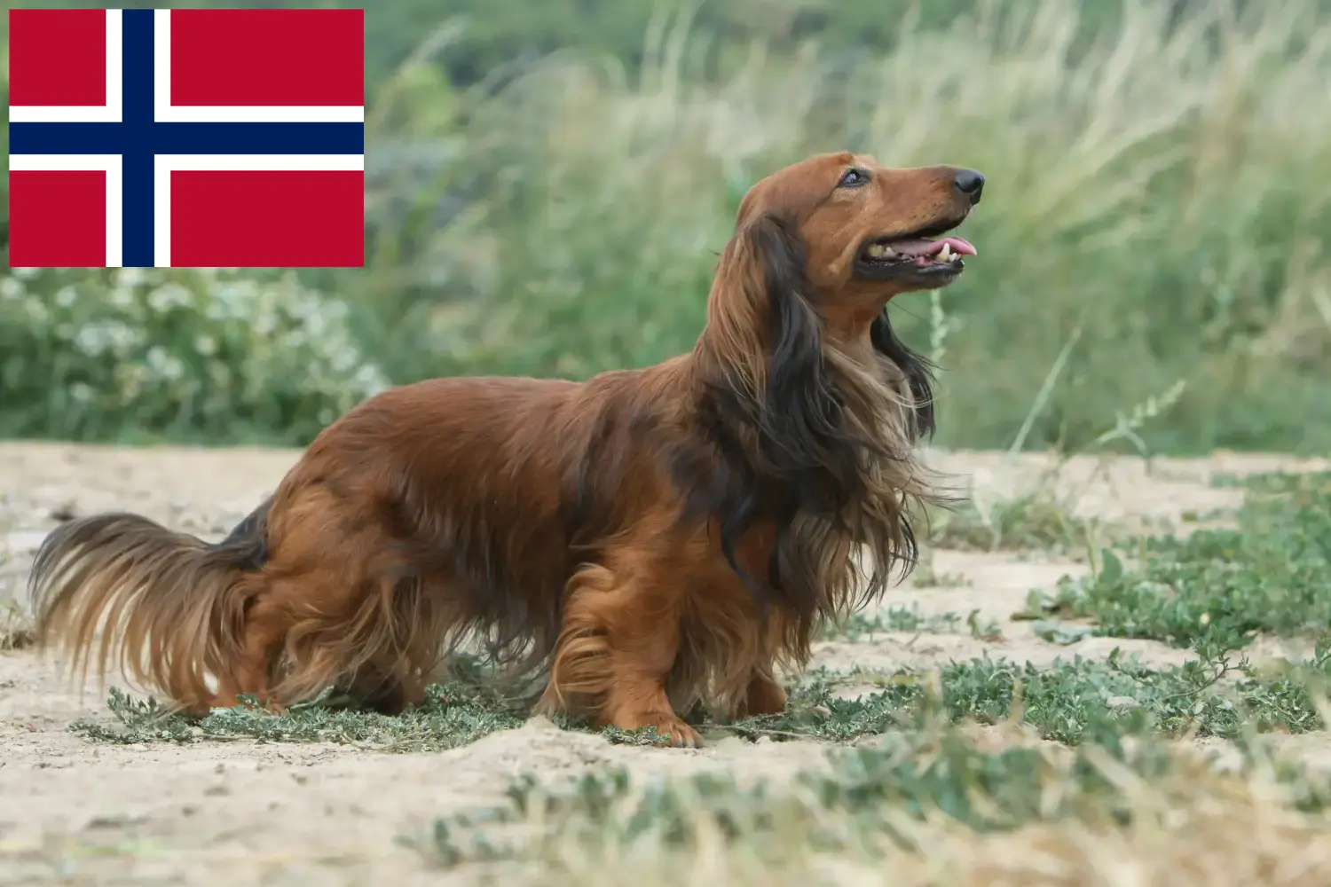 Read more about the article Dachshund breeders and puppies in Norway