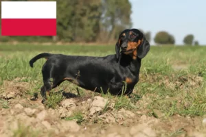 Read more about the article Dachshund breeders and puppies in Poland