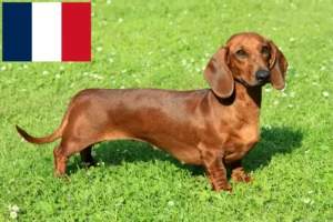 Read more about the article Dachshund breeders and puppies on Réunion