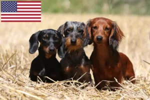 Read more about the article Dachshund breeders and puppies in the USA