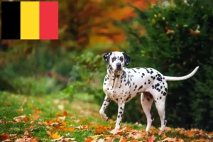 Read more about the article Dalmatian breeders and puppies in Belgium