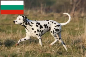 Read more about the article Dalmatian breeders and puppies in Bulgaria