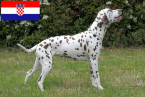 Read more about the article Dalmatian breeders and puppies in Croatia