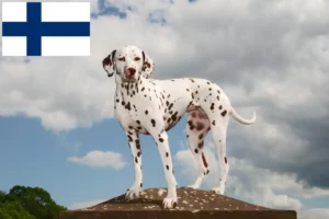 Read more about the article Dalmatian breeders and puppies in Finland