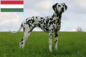 Read more about the article Dalmatian breeders and puppies in Hungary