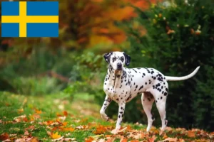 Read more about the article Dalmatian breeders and puppies in Sweden