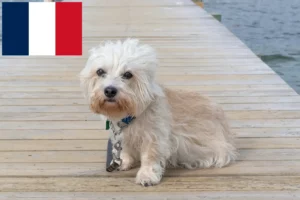 Read more about the article Dandie Dinmont Terrier breeders and puppies in France