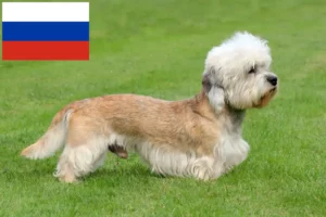 Read more about the article Dandie Dinmont Terrier breeders and puppies in Russia