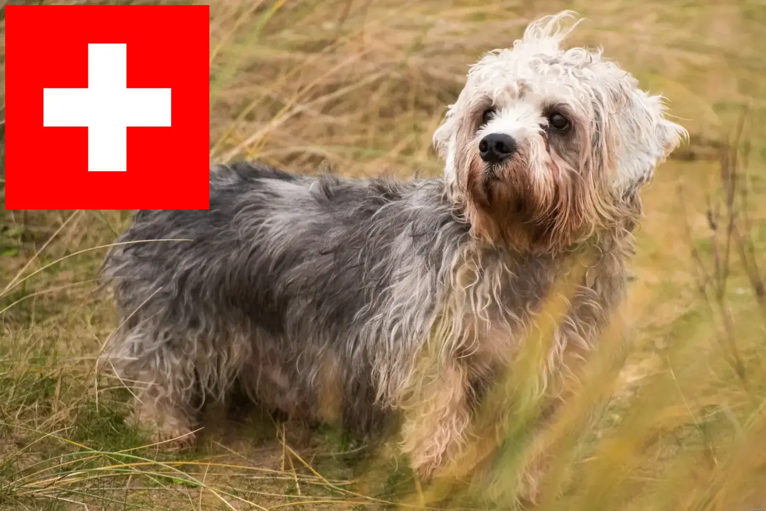 Read more about the article Dandie Dinmont Terrier breeders and puppies in Switzerland