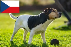 Read more about the article Danish-Swedish Farmdog breeders and puppies in the Czech Republic