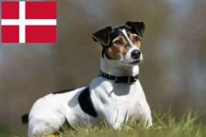 Read more about the article Danish-Swedish Farmdog breeders and puppies in Denmark