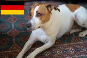 Read more about the article Danish-Swedish Farmdog breeders and puppies in Germany