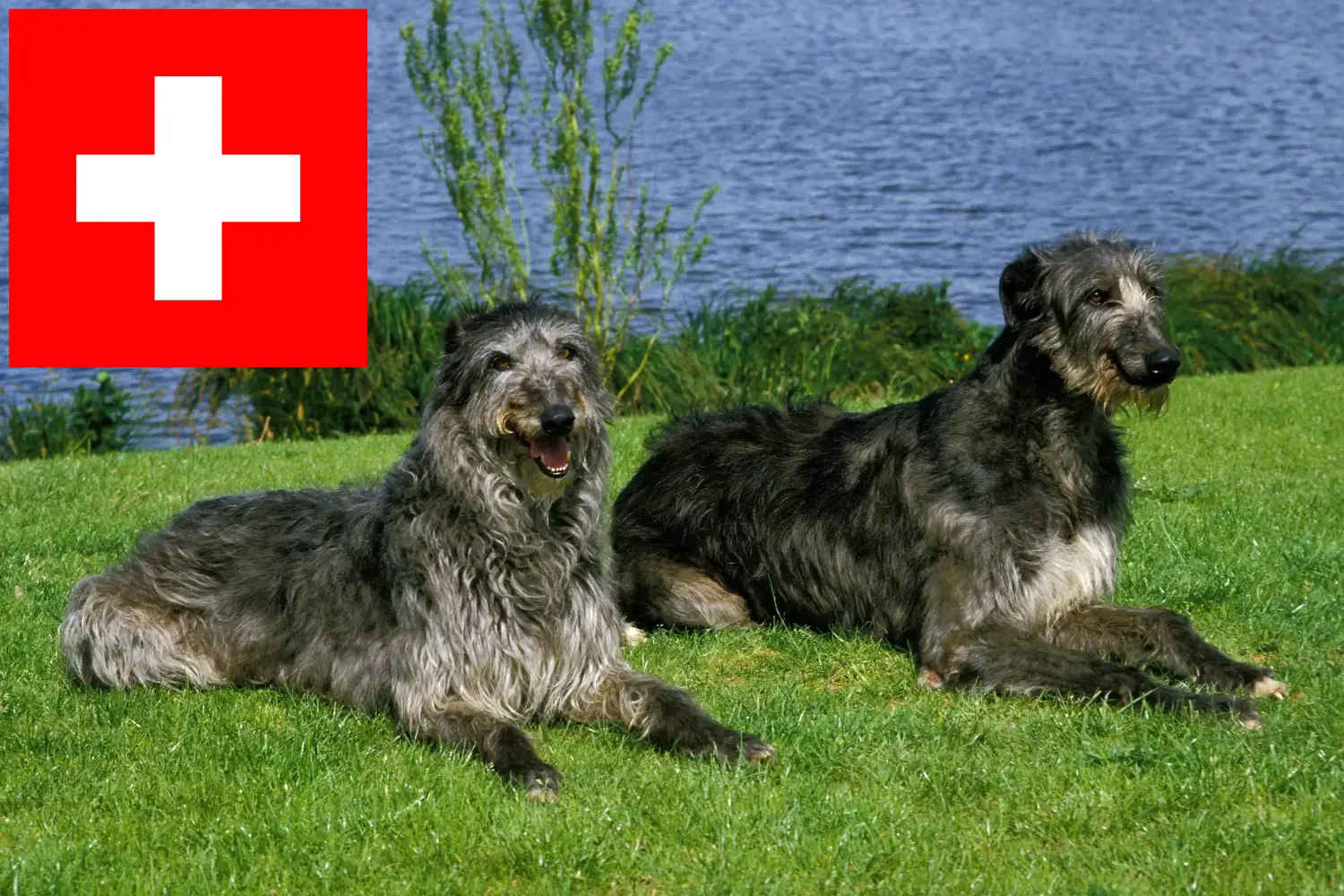 Read more about the article Deerhound breeders and puppies in Switzerland