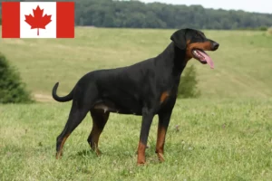 Read more about the article Doberman breeders and puppies in Canada