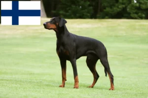 Read more about the article Doberman breeders and puppies in Finland