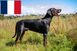 Read more about the article Doberman breeders and puppies in France