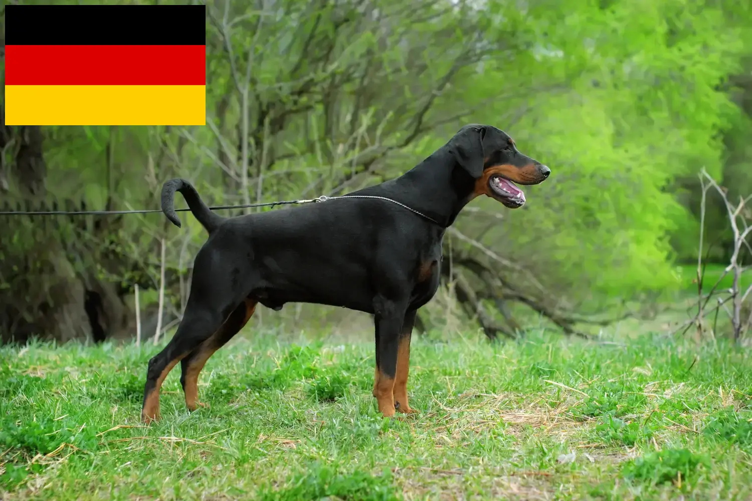 Read more about the article Dobermann breeders and puppies in Germany