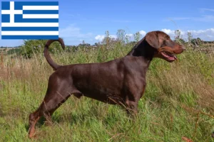 Read more about the article Doberman breeders and puppies in Greece