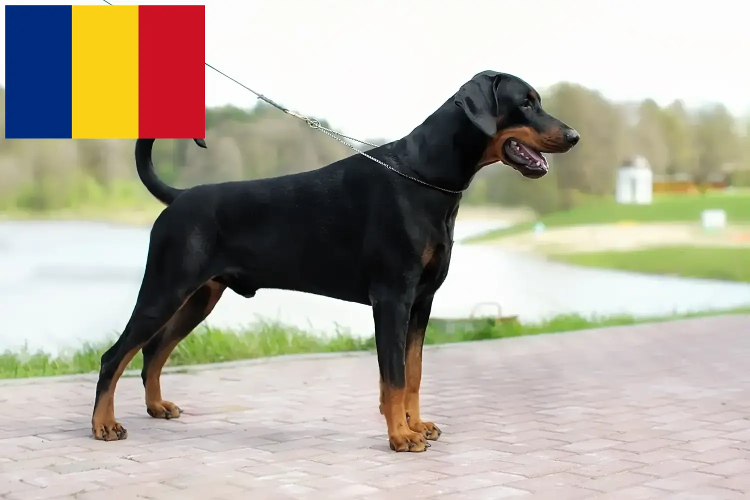 Read more about the article Doberman breeders and puppies in Romania