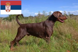 Read more about the article Doberman breeders and puppies in Serbia