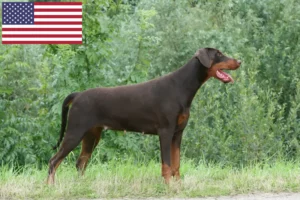 Read more about the article Doberman breeders and puppies in the USA