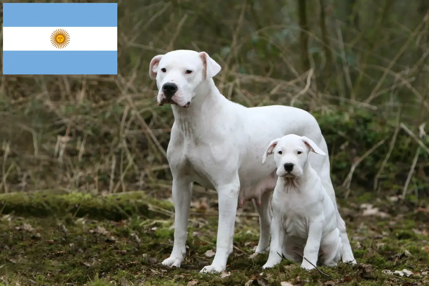 Read more about the article Dogo Argentino breeders and puppies in Argentina