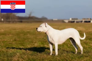 Read more about the article Dogo Argentino breeders and puppies in Croatia