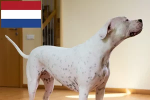 Read more about the article Dogo Argentino breeders and puppies in the Netherlands