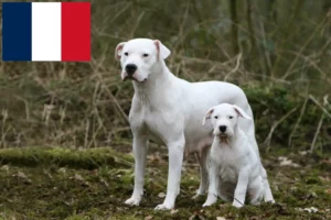 Read more about the article Dogo Argentino breeders and puppies in Réunion