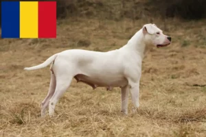 Read more about the article Dogo Argentino breeders and puppies in Romania